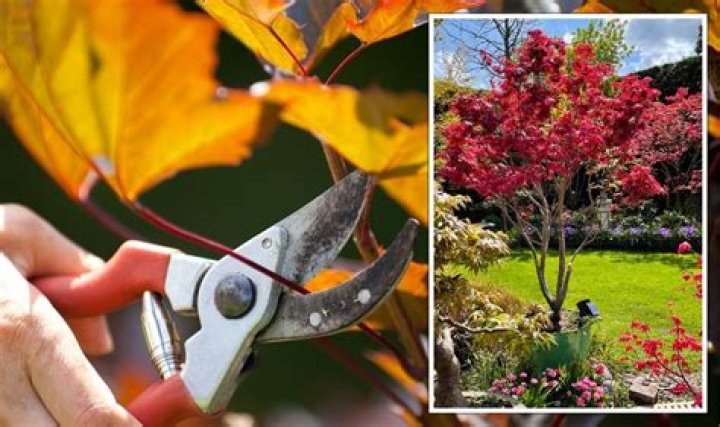 How do you prune an Acer Bush