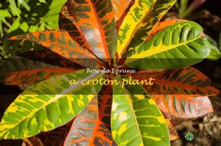 How do you prune Croton Petra