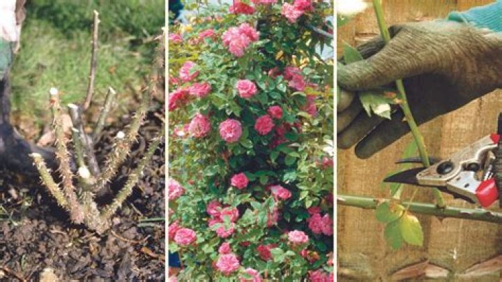 How do you prune damask roses