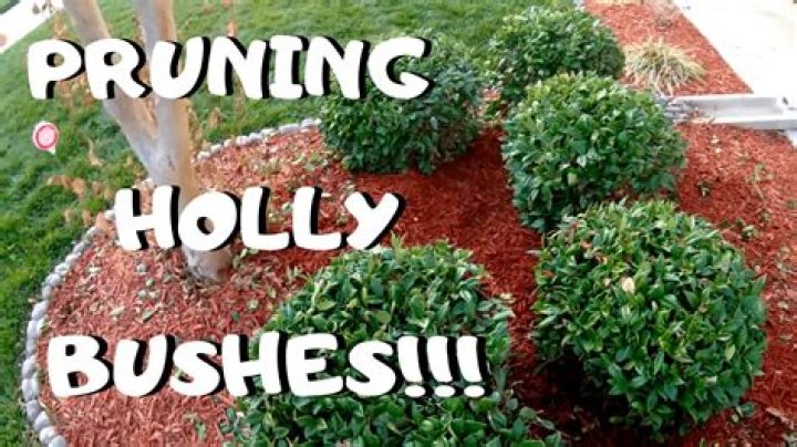 How do you prune holly bushes