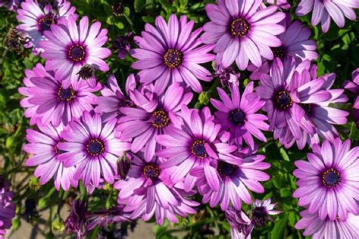 How do you prune osteospermum