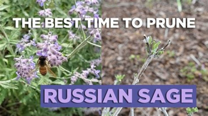 How do you prune Russian sage