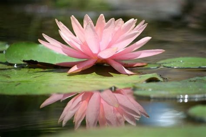 How do you repot water lilies