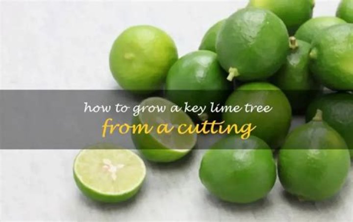 How do you revive a key lime tree