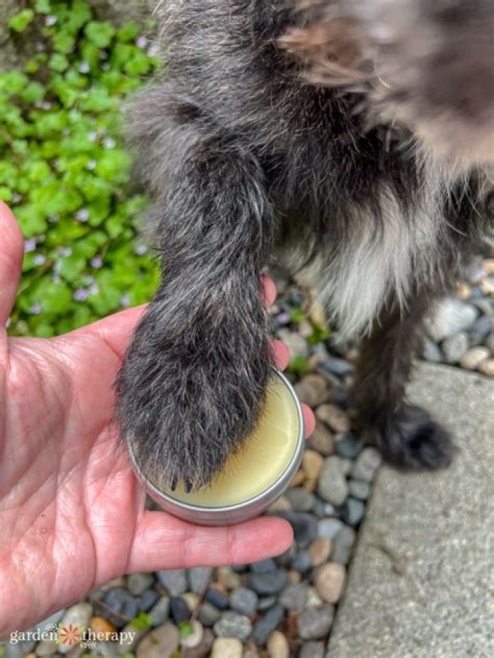 How do you use dog paw balm