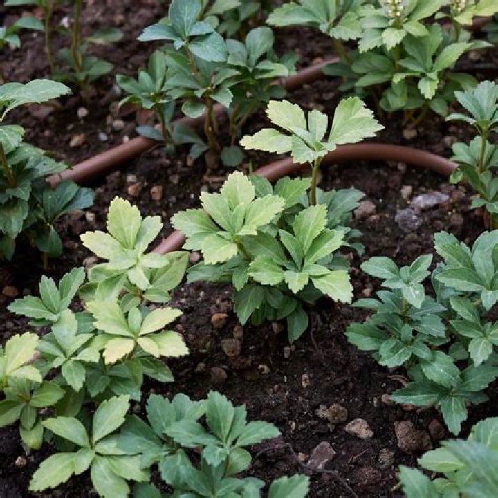 How early can I plant pachysandra