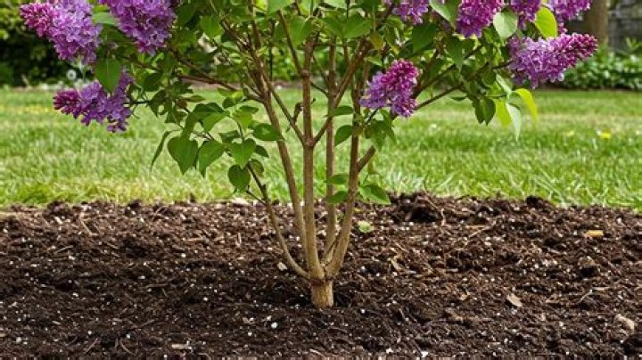 How far apart should I plant lilacs