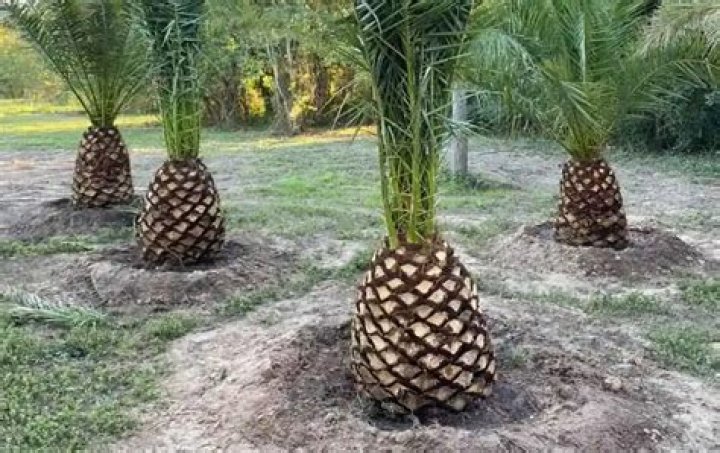 How fast do dwarf palm trees grow
