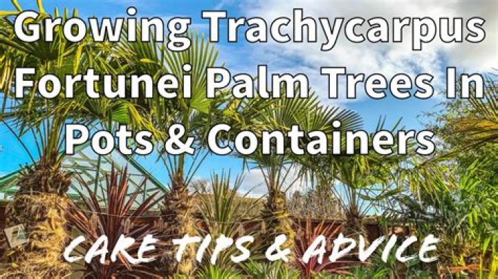 How fast does a trachycarpus grow