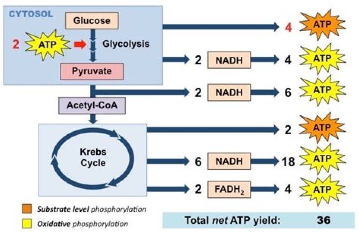 How is ATP produced by glycolysis