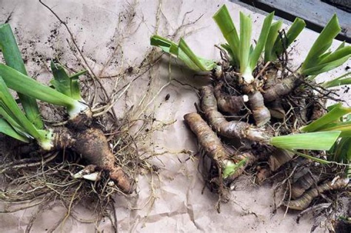How long can I keep iris rhizomes