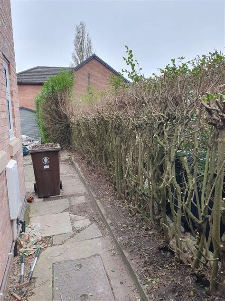 How long will a privet hedge last