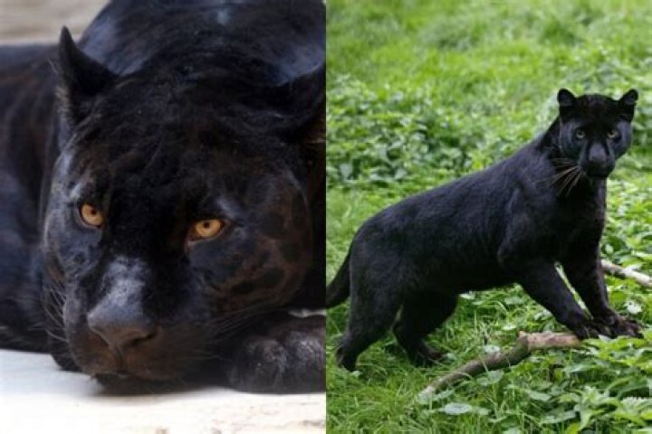 How many Black Panthers left 2020