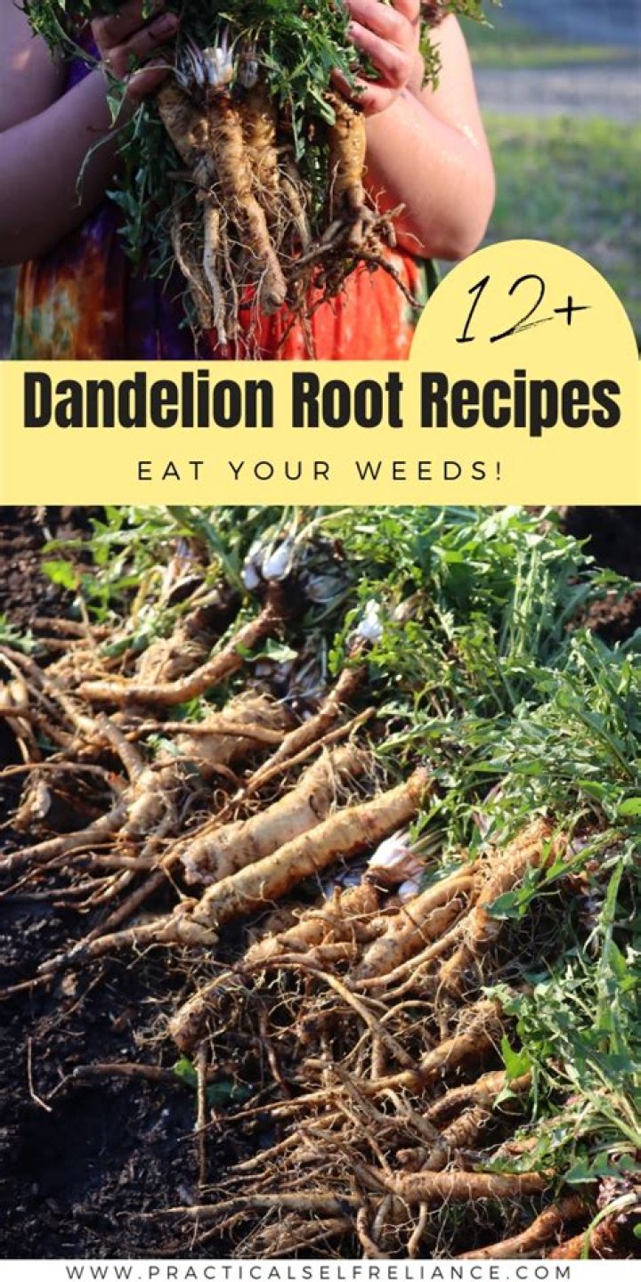 How much dandelion root should I take for water retention