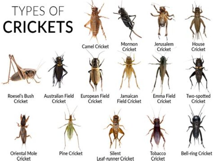 How much eyes does a cricket have
