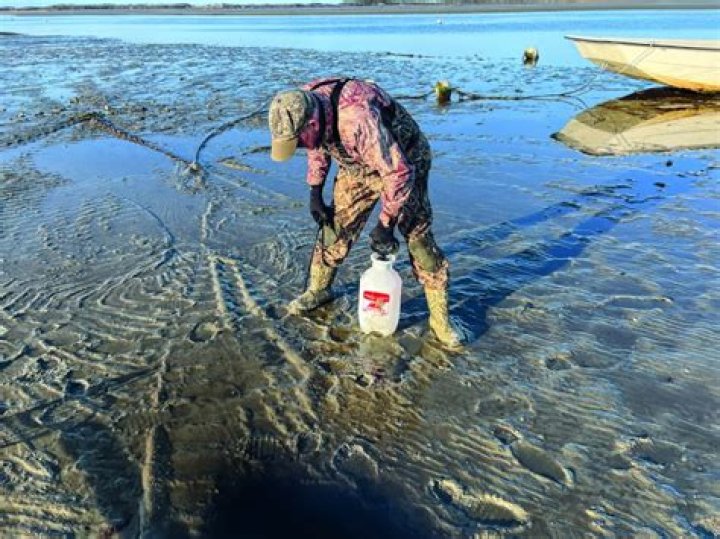How old are razor clams