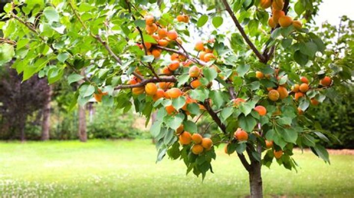 How quickly do apricot trees grow