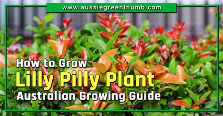 How quickly do Lilly Pillies grow