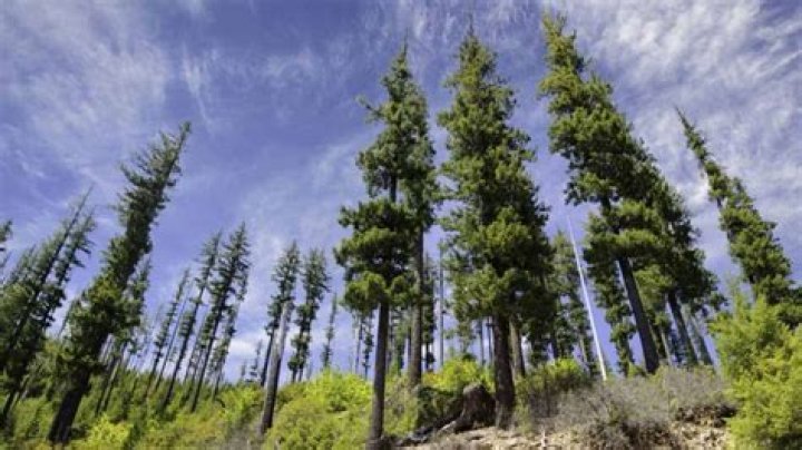 How quickly does Douglas fir grow