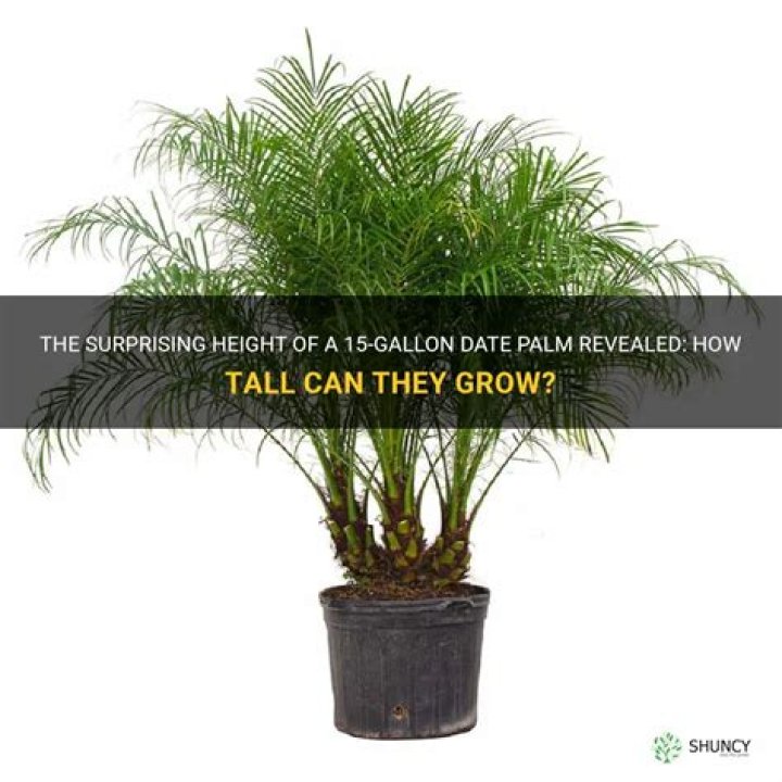 How tall is a 15 gallon king palm