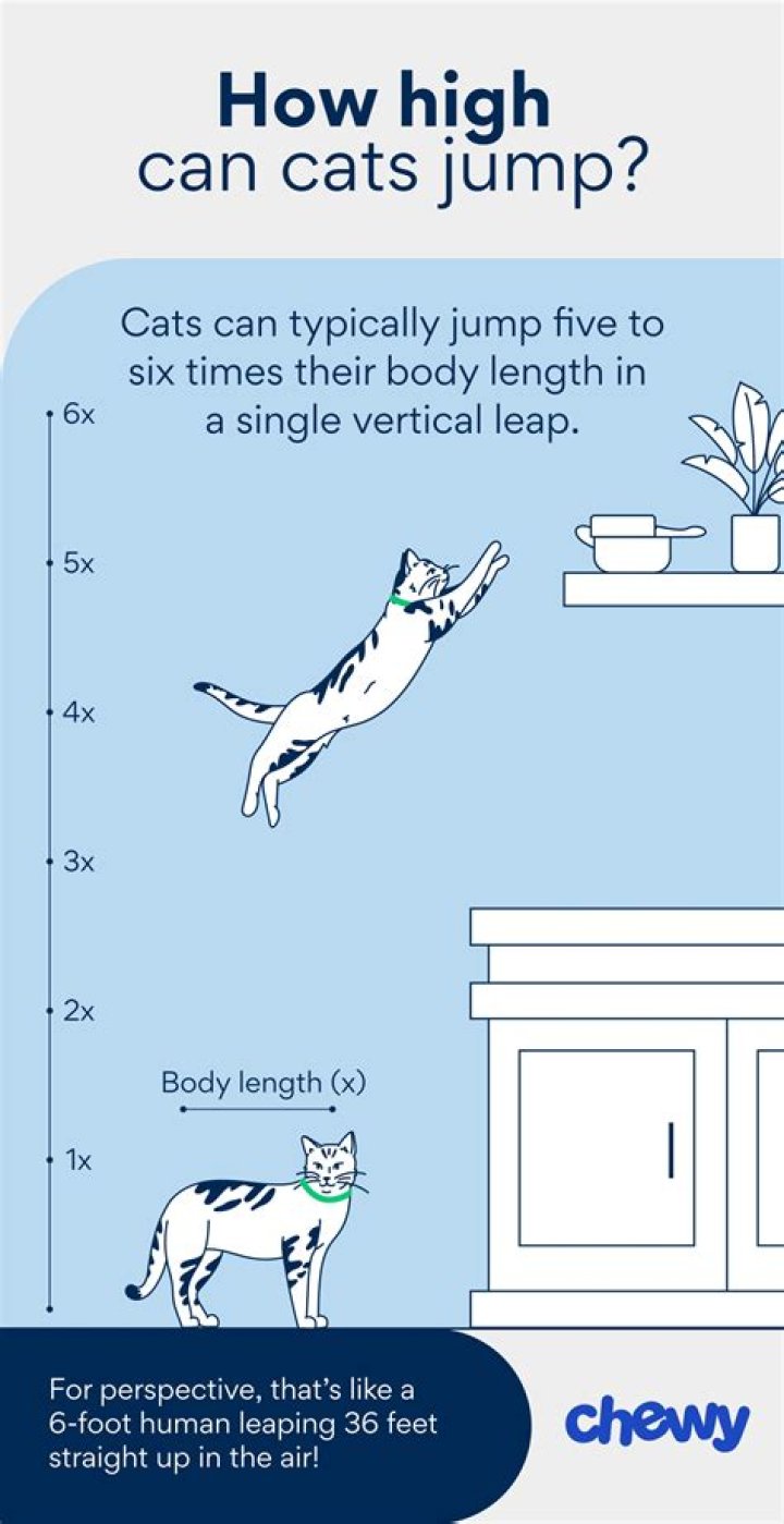 How tall of a fence can cats jump