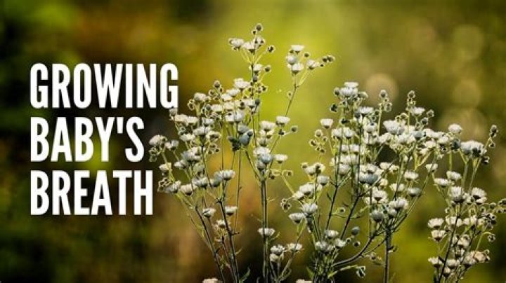 Is Babys Breath Easy to grow