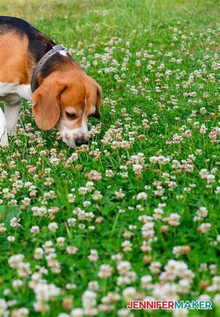 Is clover grass toxic to dogs