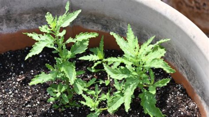 Is epazote an annual or perennial