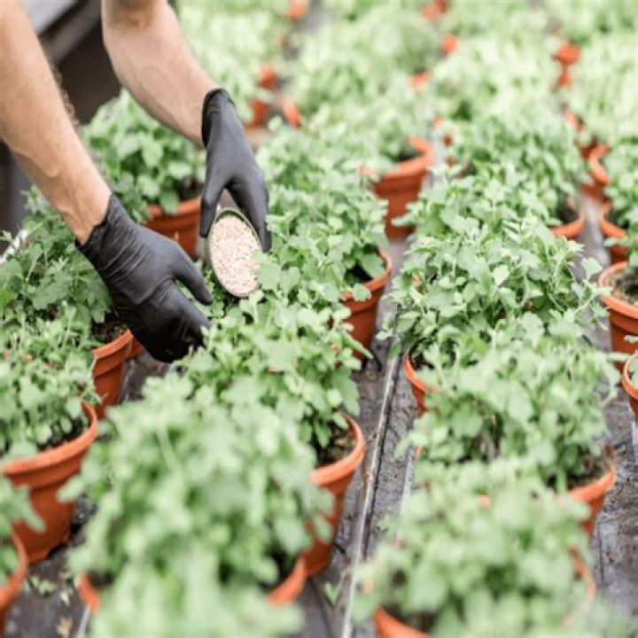 Is Epsom salt good for all plants