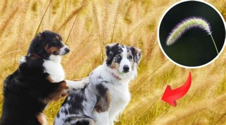 Is foxtail barley harmful to dogs