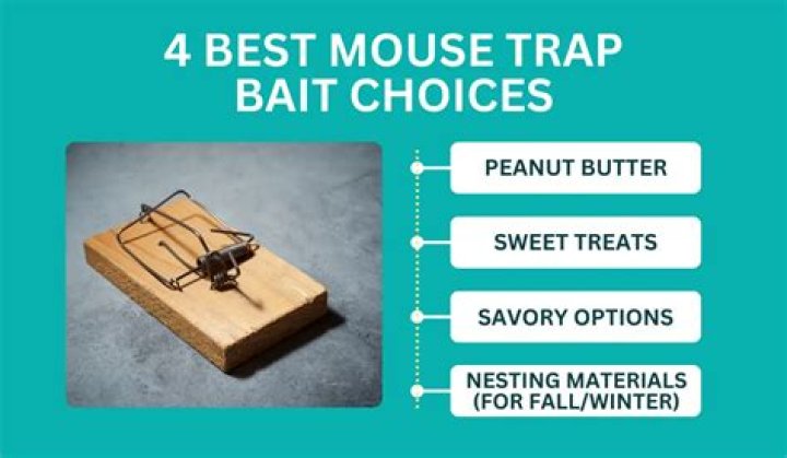 Is it better to bait or trap mice
