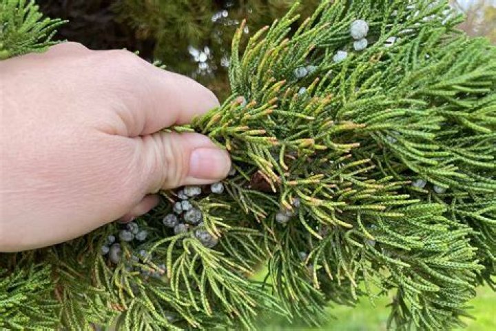 Is it safe to eat juniper berries