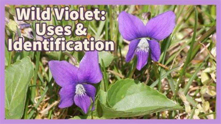 Is it safe to eat wild violets