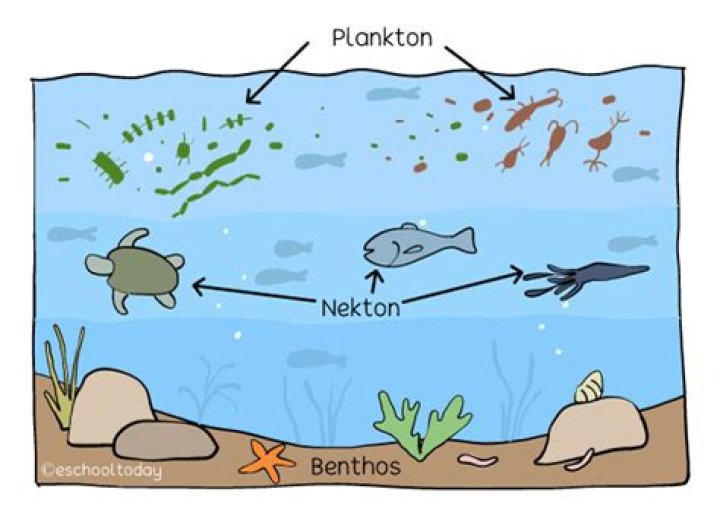 Is jellyfish a Nekton or plankton