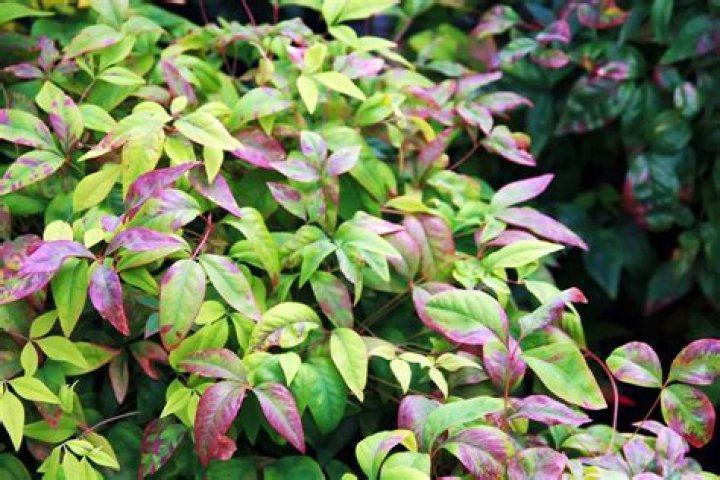 Is nandina easy to transplant