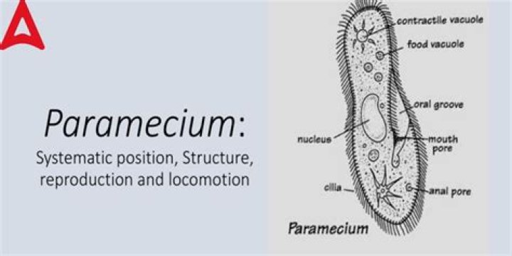 Is paramecium a Photoautotroph