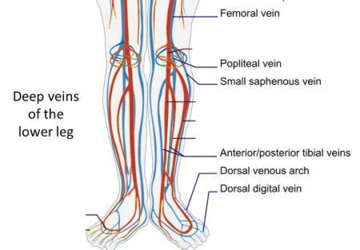 Is popliteal vein a deep vein