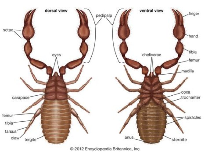 Is scorpion an insect or arachnid