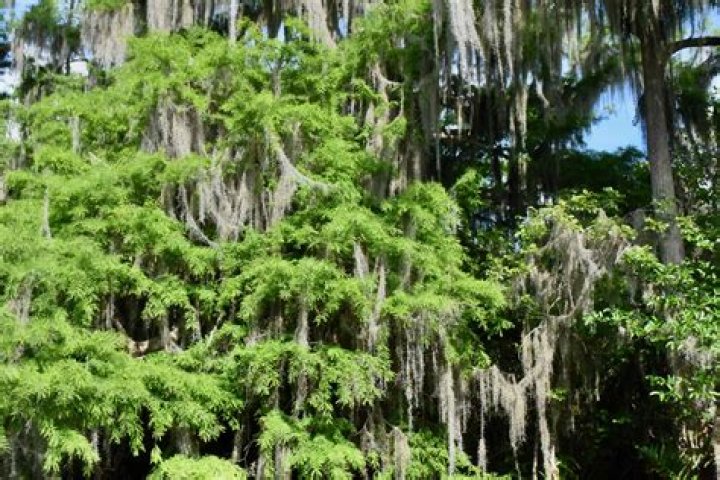Is Spanish moss native to Florida