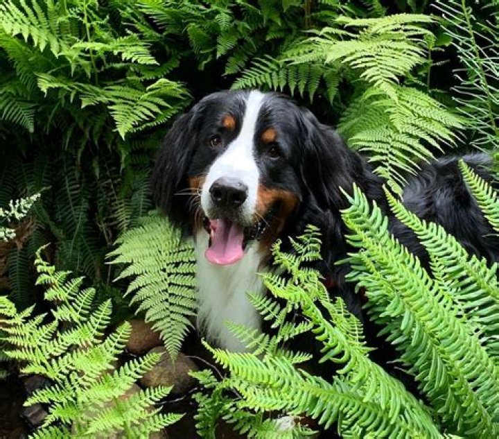 Is staghorn fern toxic to dogs