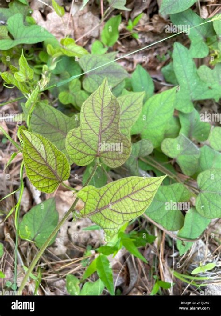 Is wild potato vine poisonous
