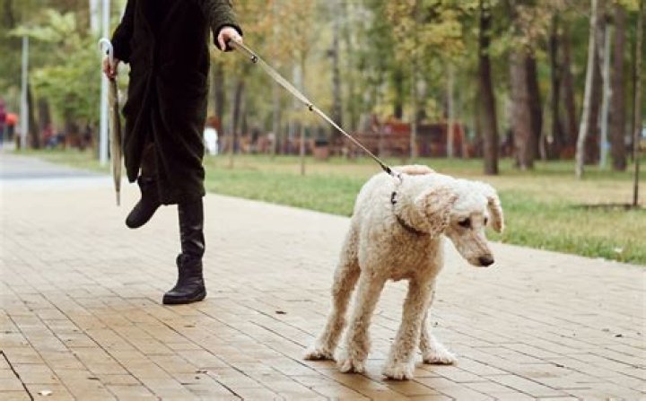 Should I let my dog stop on walks