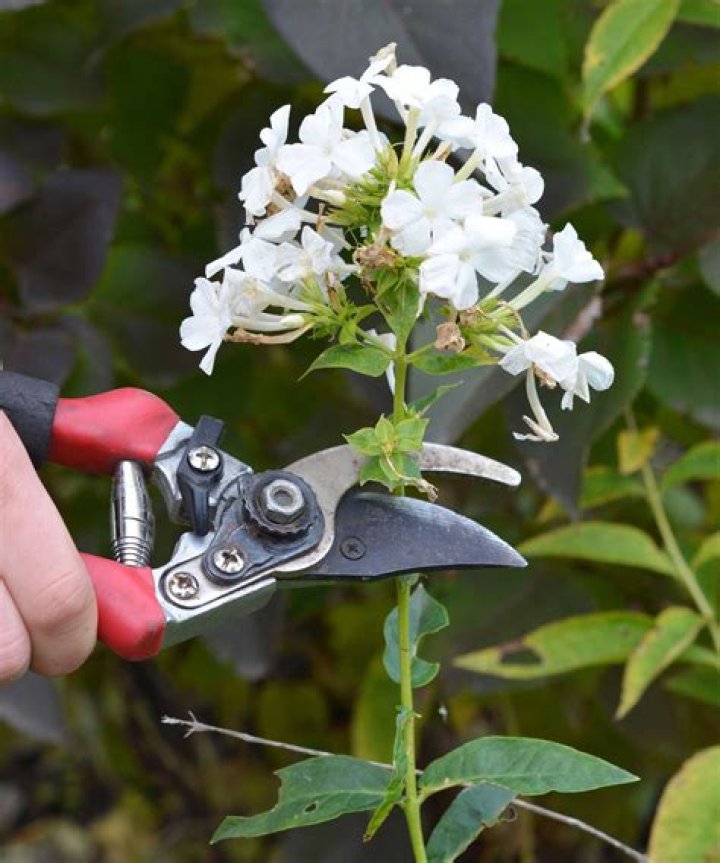 Should you deadhead tall phlox