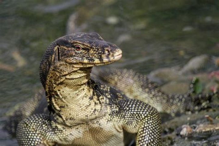 What animal is Thailand known for