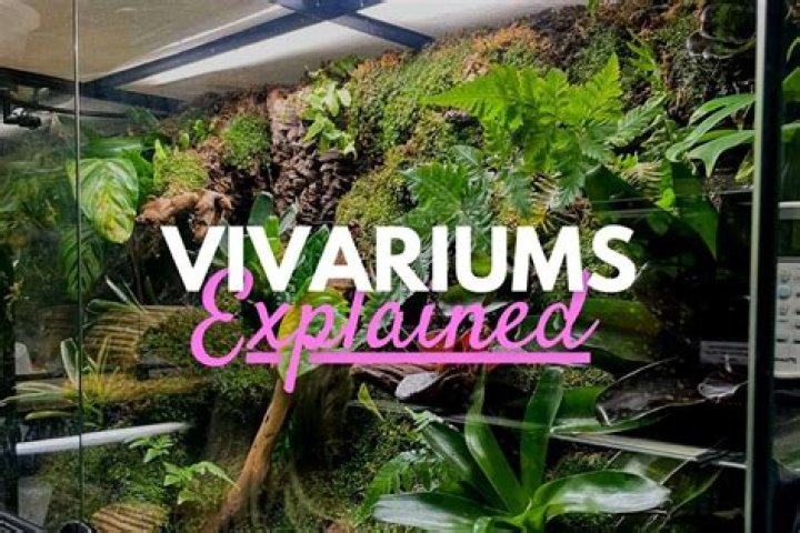 What animals can go in a vivarium