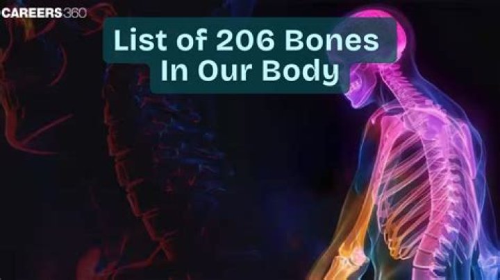 What are all the 206 bones called