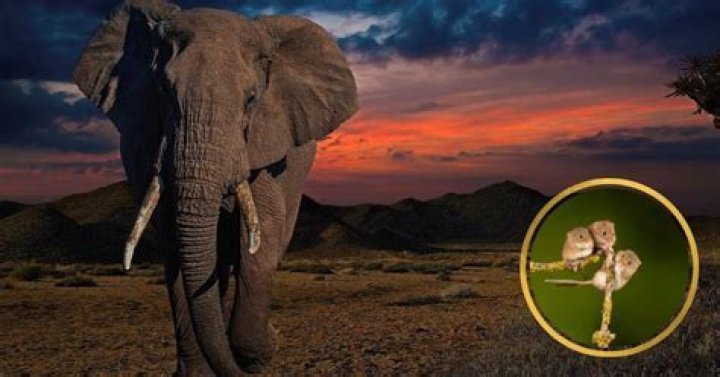 What are elephants most afraid of