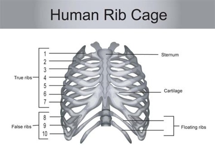 What are ribs 11 and 12 called