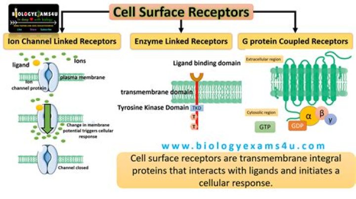 What are the 3 types of receptors