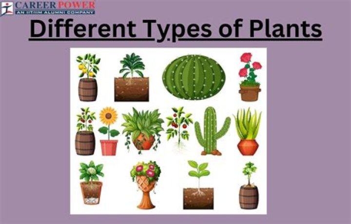 What are the 4 types of plants